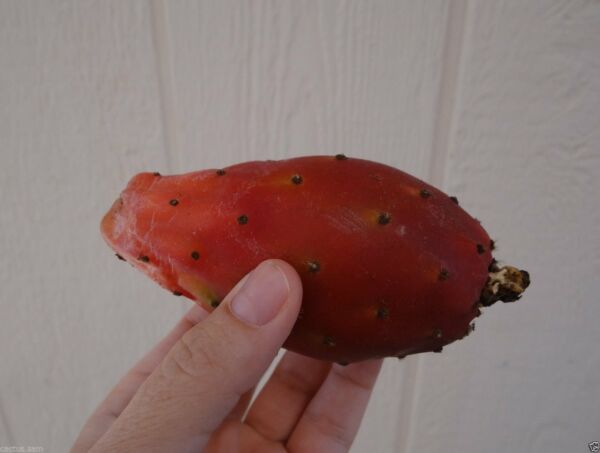 1 Cutting Cactus Pad Red Fruit Prickly Pear Opuntia ficus indica Nopal Tuna Roja