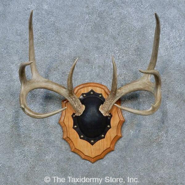 #15347 P Whitetail Deer Antler Plaque Taxidermy Mount For Sale