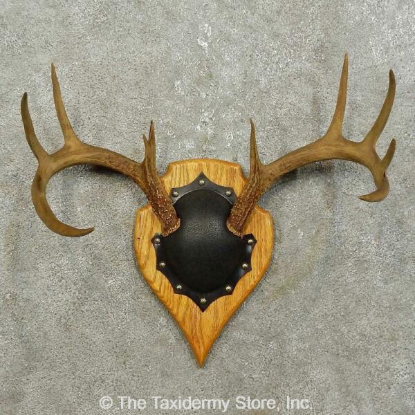 #15855 N Whitetail Deer Antler Plaque Taxidermy Mount For Sale