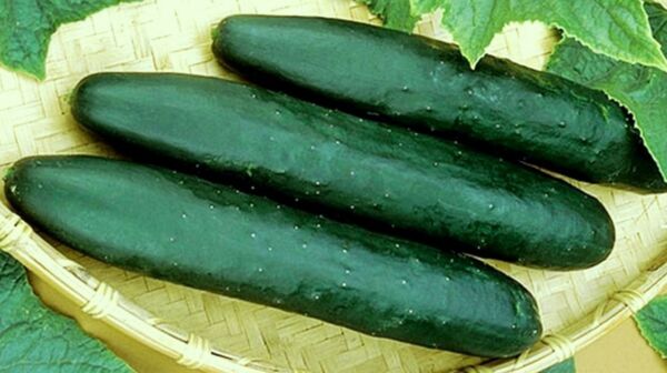 1 oz Cucumber Seeds Straight 8 Non Gmo Heirloom Seeds Eat Them Fresh 1000ct