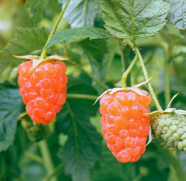 1 Double Gold Raspberry Plants Potted Excellent Flavor Very Sweet