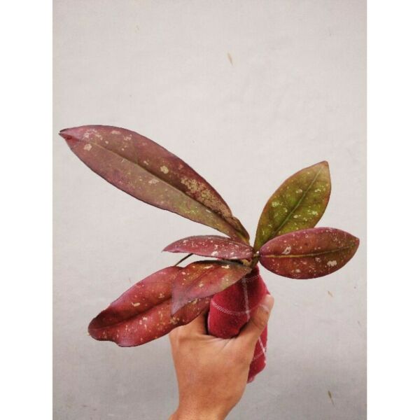 1 packge 3 plant Hoya Sp Buntokclemensiurum Sulawesiana and free 1 Other Plant